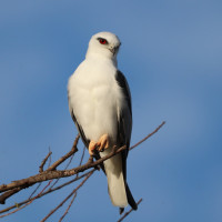 Black-shouldered Kite